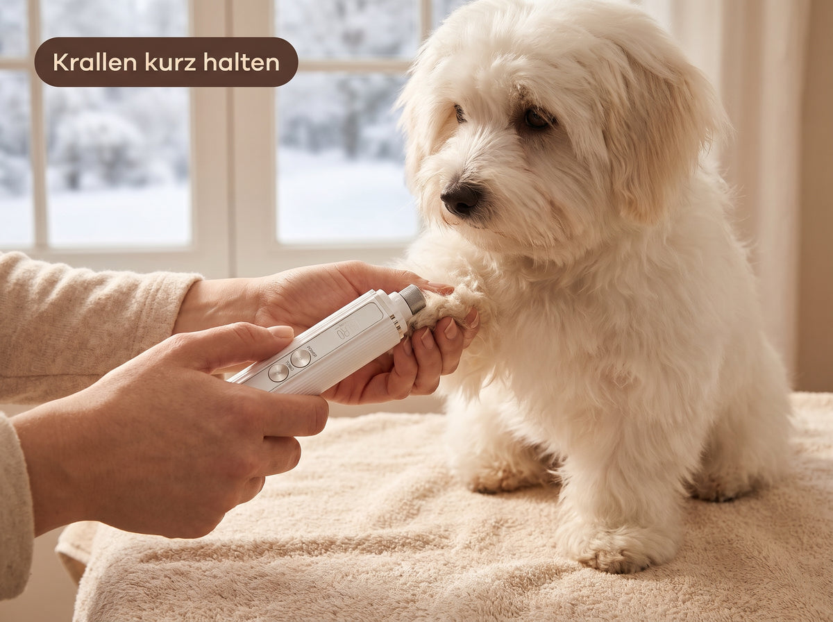 Krallen im Winter kurz halten – mit dem Krallenschleifer