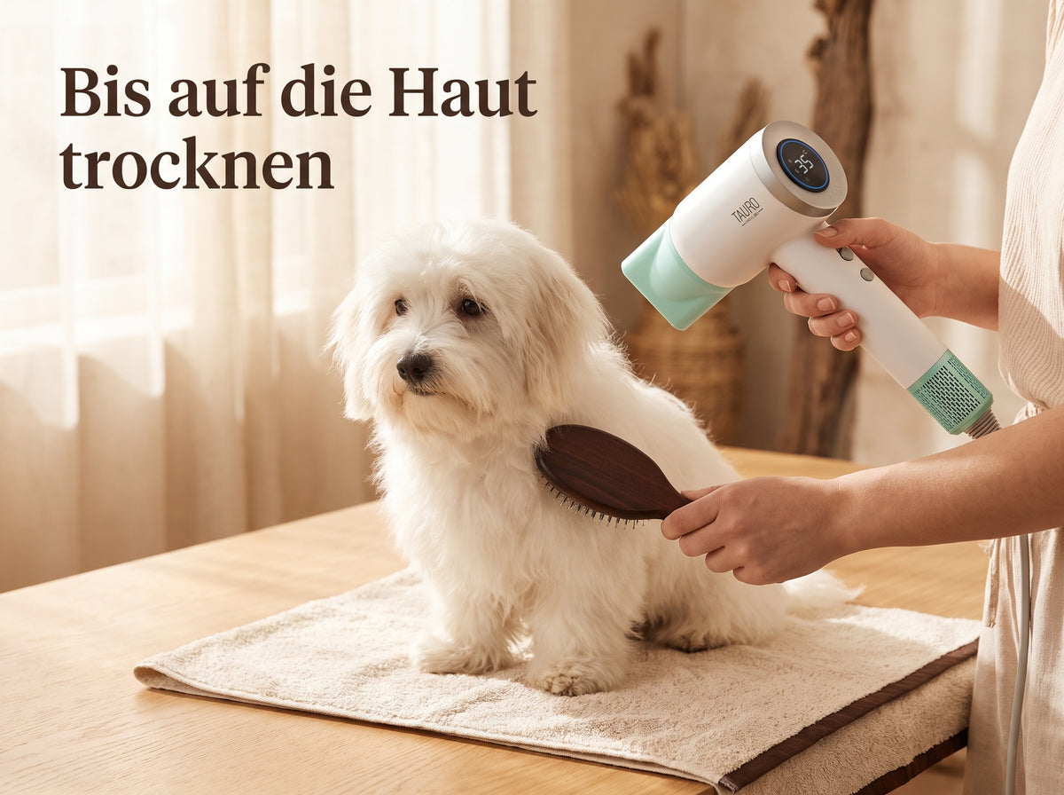 Weißes Fell nach dem Baden bis auf die Haut trocknen