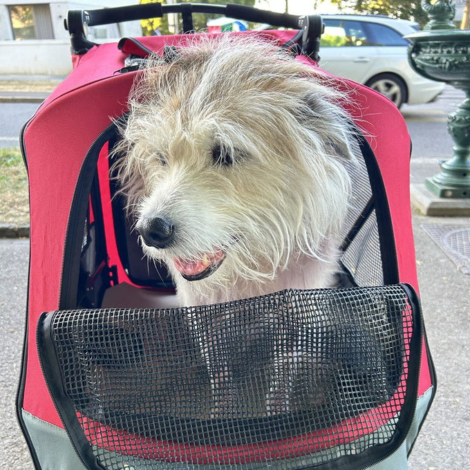 Kundenfoto: Hund schaut aus einem roten Petstro-Buggy