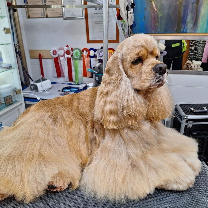 Kundenfoto: blonder Cocker Spaniel, frisch frisiert