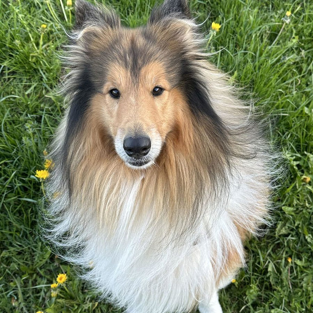 Kundenfoto: Collie sitzt auf einer Wiese