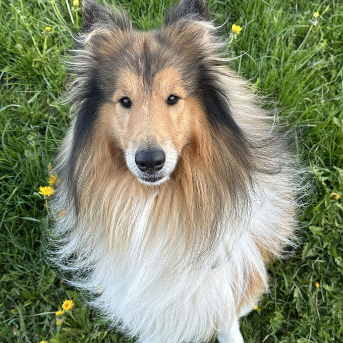 Kundenfoto: Collie sitzt auf einer Wiese