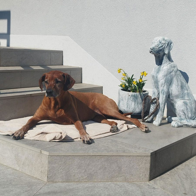 Kundenfoto: Rhodesian Ridgeback liegt auf einer Treppe
