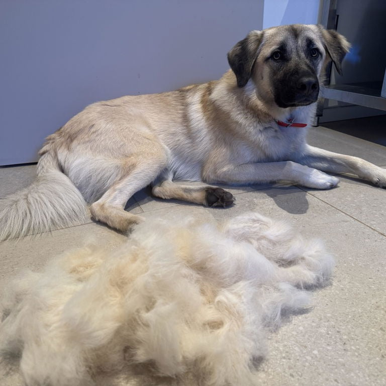 Hund neben der Unterwolle, die mit der Silver Brush herausgekommen ist