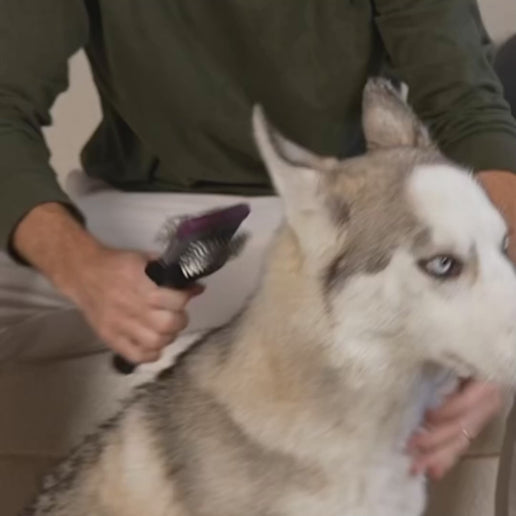 LES POOCHS Purple Brush – Video: Bürste im Überblick