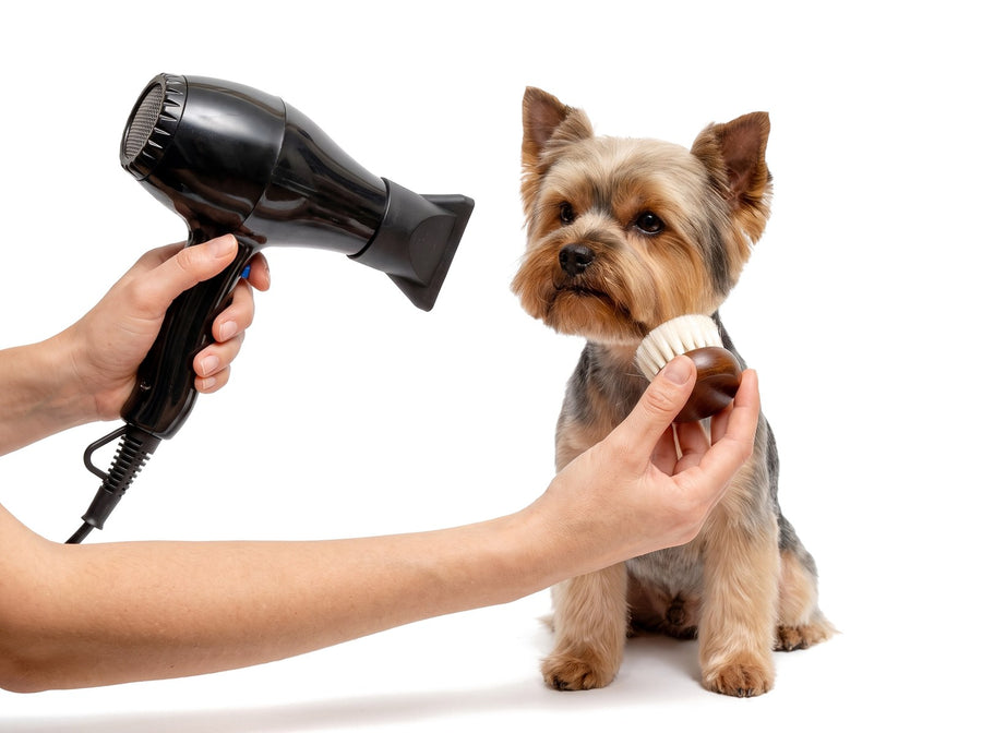 Puderpinsel beim Föhnen am Gesicht des Hundes