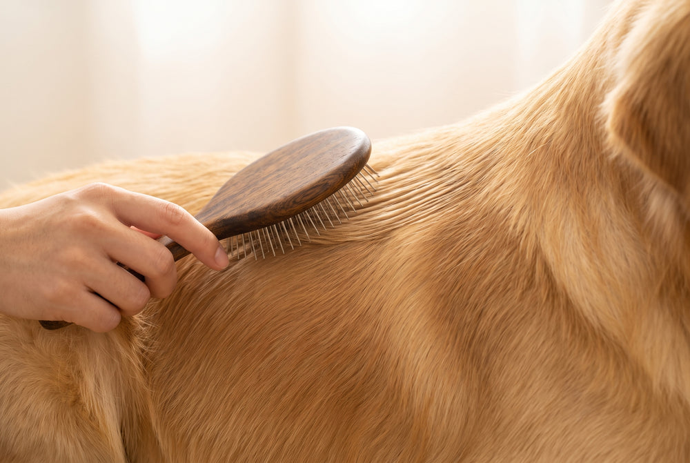 Pin-Bürste im Fell eines Golden Retrievers