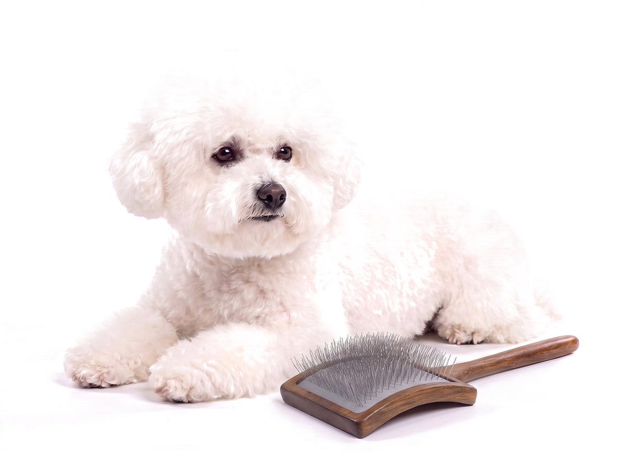 Frisch gebürsteter Hund mit glattem Fell